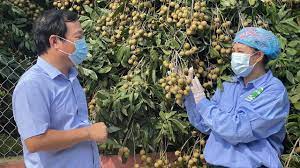 VIDEO: Đề nghị cấp lại 34 mã số vùng trồng nhãn, vải trên địa bàn thành phố Chí Linh